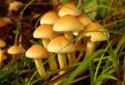 Beautiful Edible Mushroom Identification