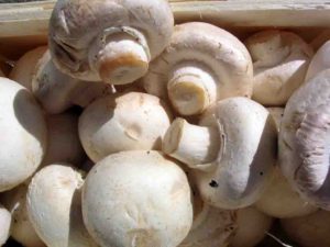 Edible Button Mushroom