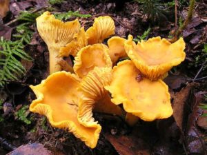 Edible Chanterelles Mushroom