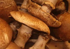 Edible Cremini Mushroom