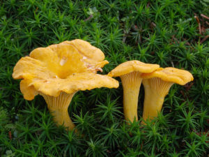 growing method chanterelles mushrooms