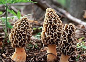 morel mushrooms growing process