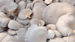 oyster mushrooms photo
