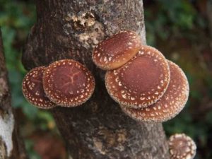 Shiitake mushrooms for good health