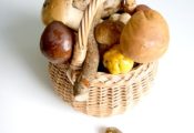 Carbohydrate in Mushrooms