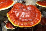 reishi mushroom medicinal benefits