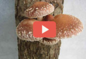 shiitake mushroom growing video