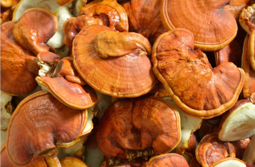 reishi mushroom benefits for skin